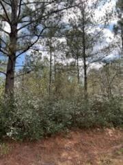 Beautiful acreage with mixed hardwoods and pines