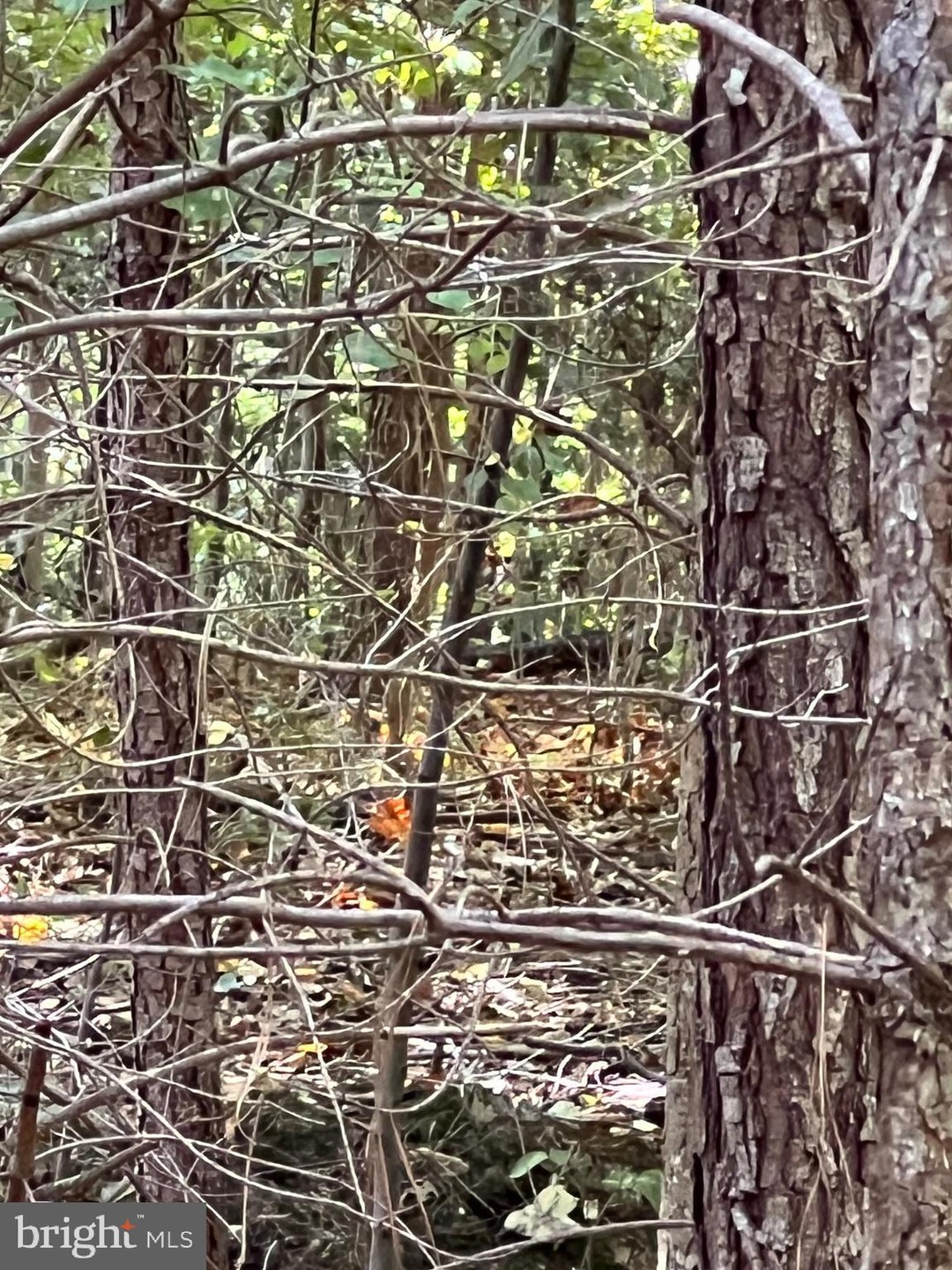 45 Back Creek Rd, Dowell, MD 20688 - photo 1