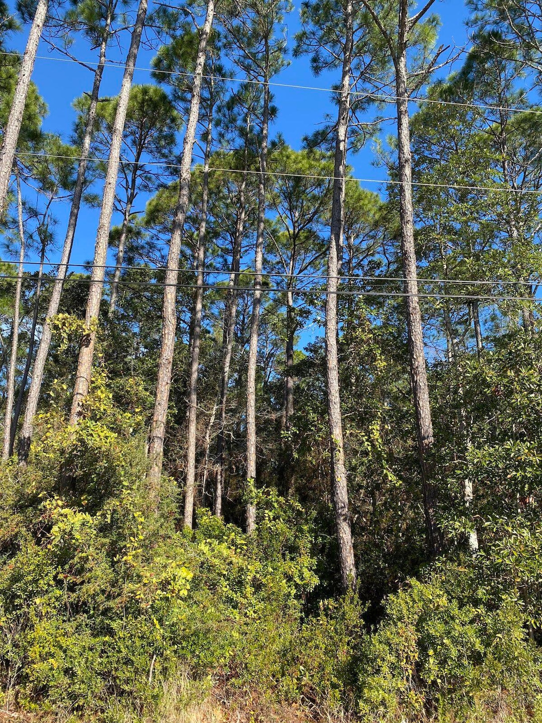 8148 Mercado St, Navarre, FL 32566 - photo 1