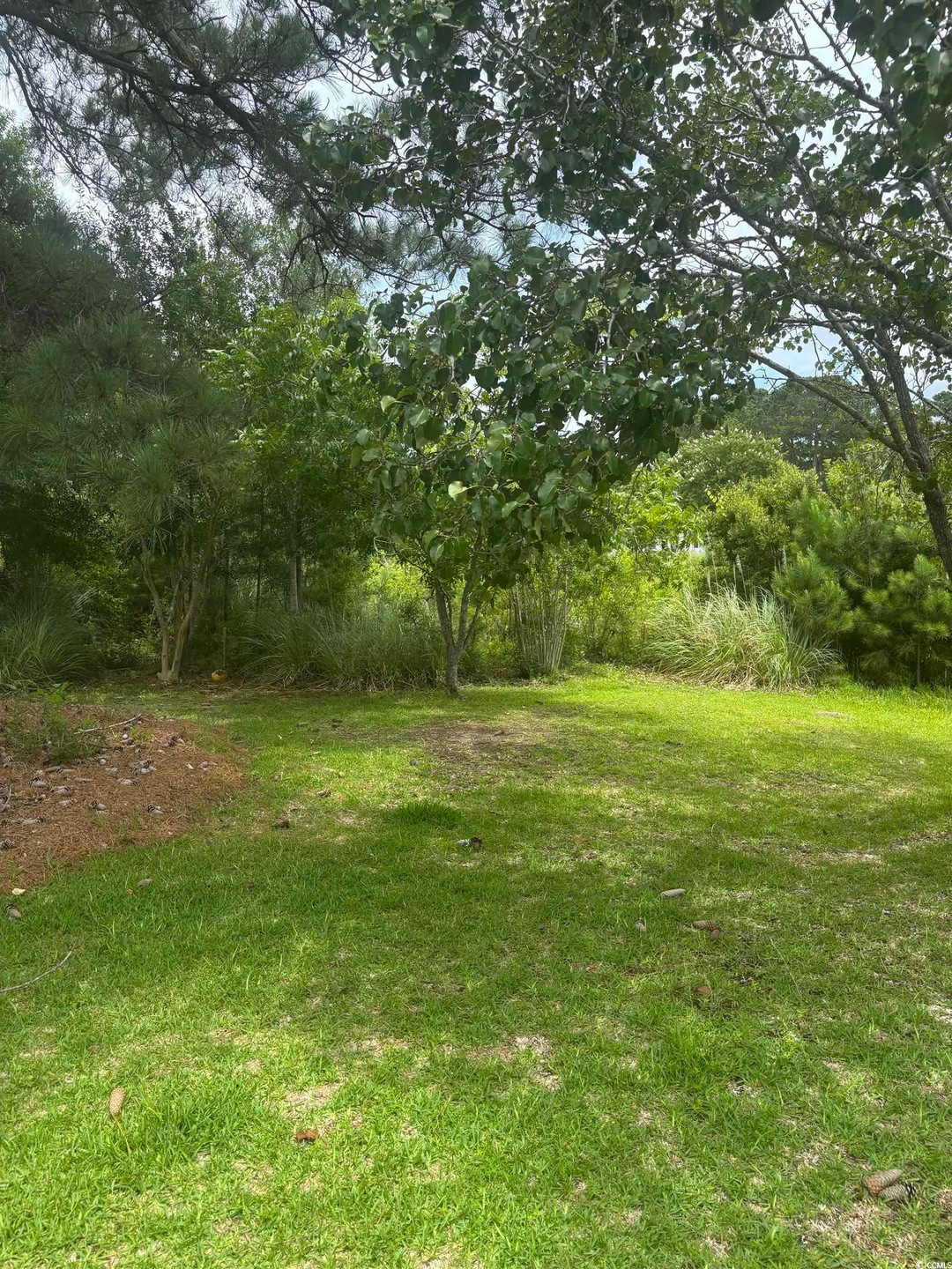 View of green lawn