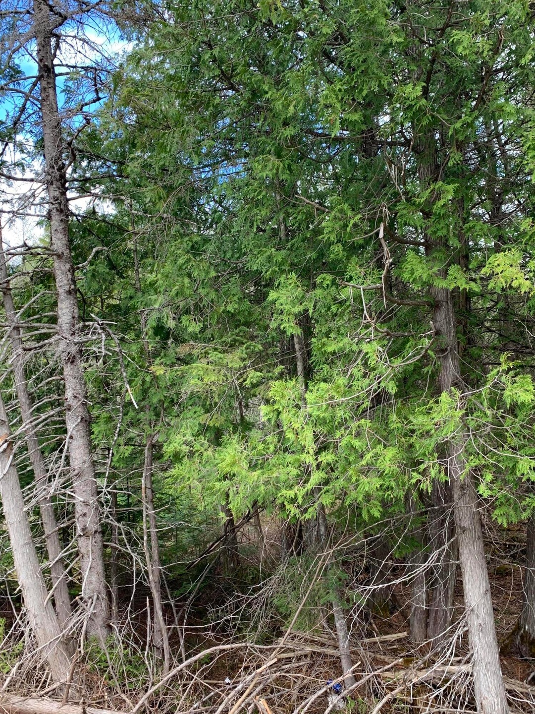 Edge of Woods at Road 5
