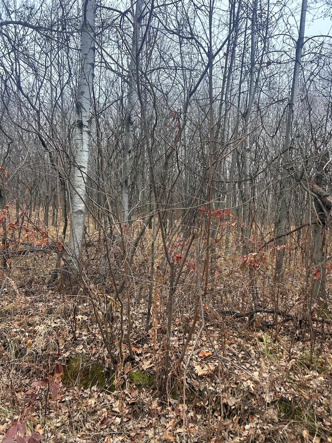 TBDxx Golf Course Dr, Cushing Township, MN 56475 - photo 1