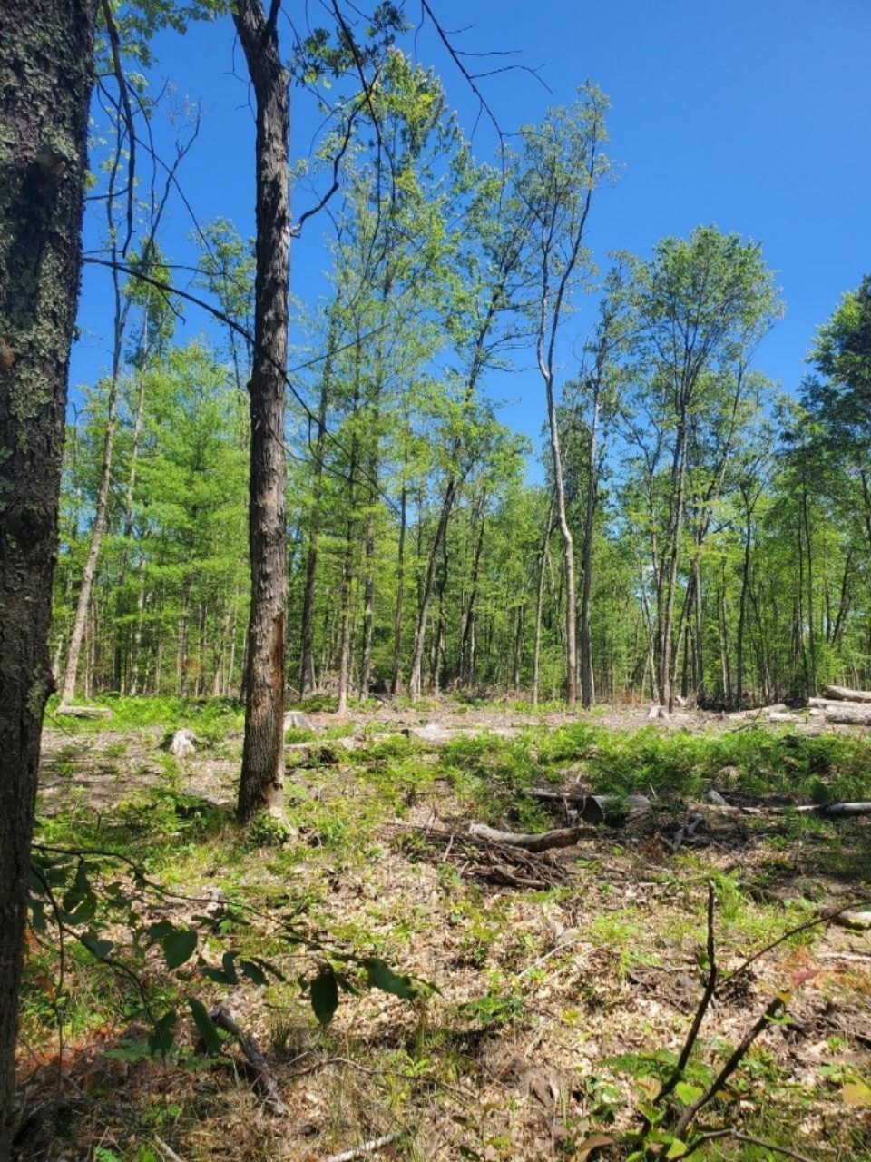 0 N Woodbridge Rd, Bitely, MI 49309 - photo 1