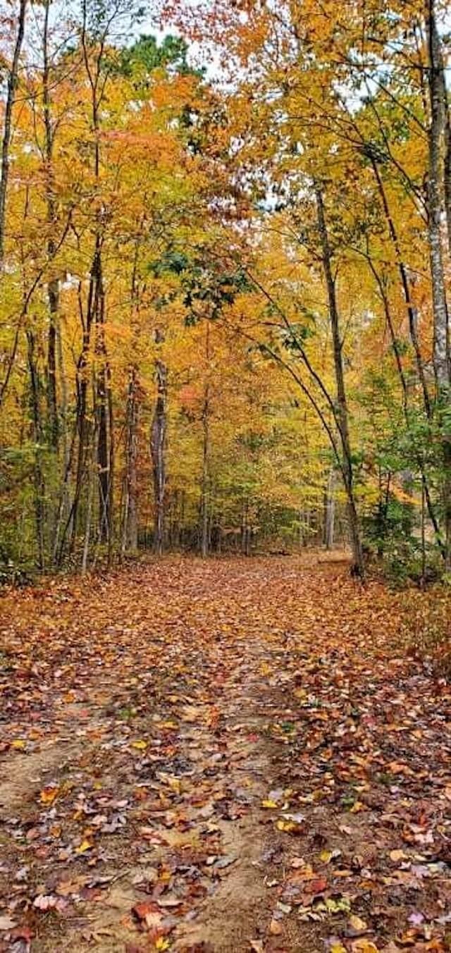 128 McClarity Fork Rd unit Bear Knob Tract, Branchland, WV 25506 - photo 1