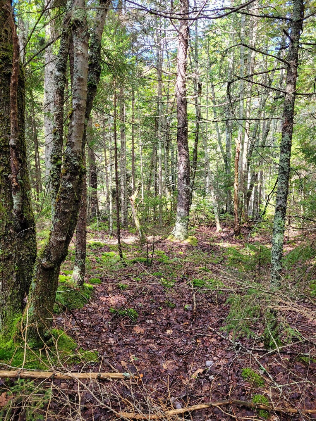Land picture 1