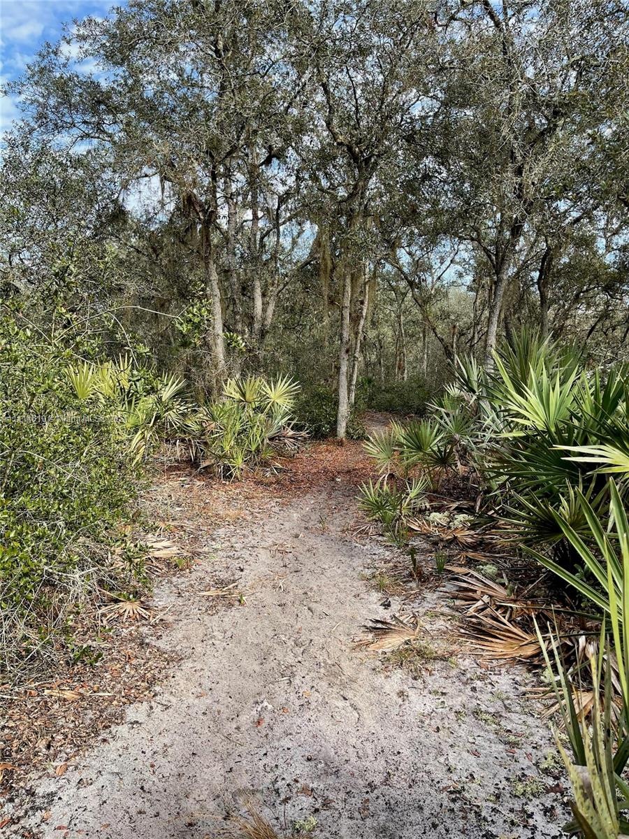 heavily wooded lot