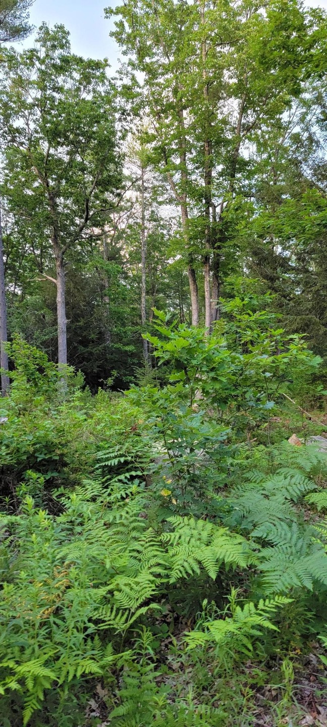 00 Off Earls Rd, South Berwick, ME 03908 - photo 1