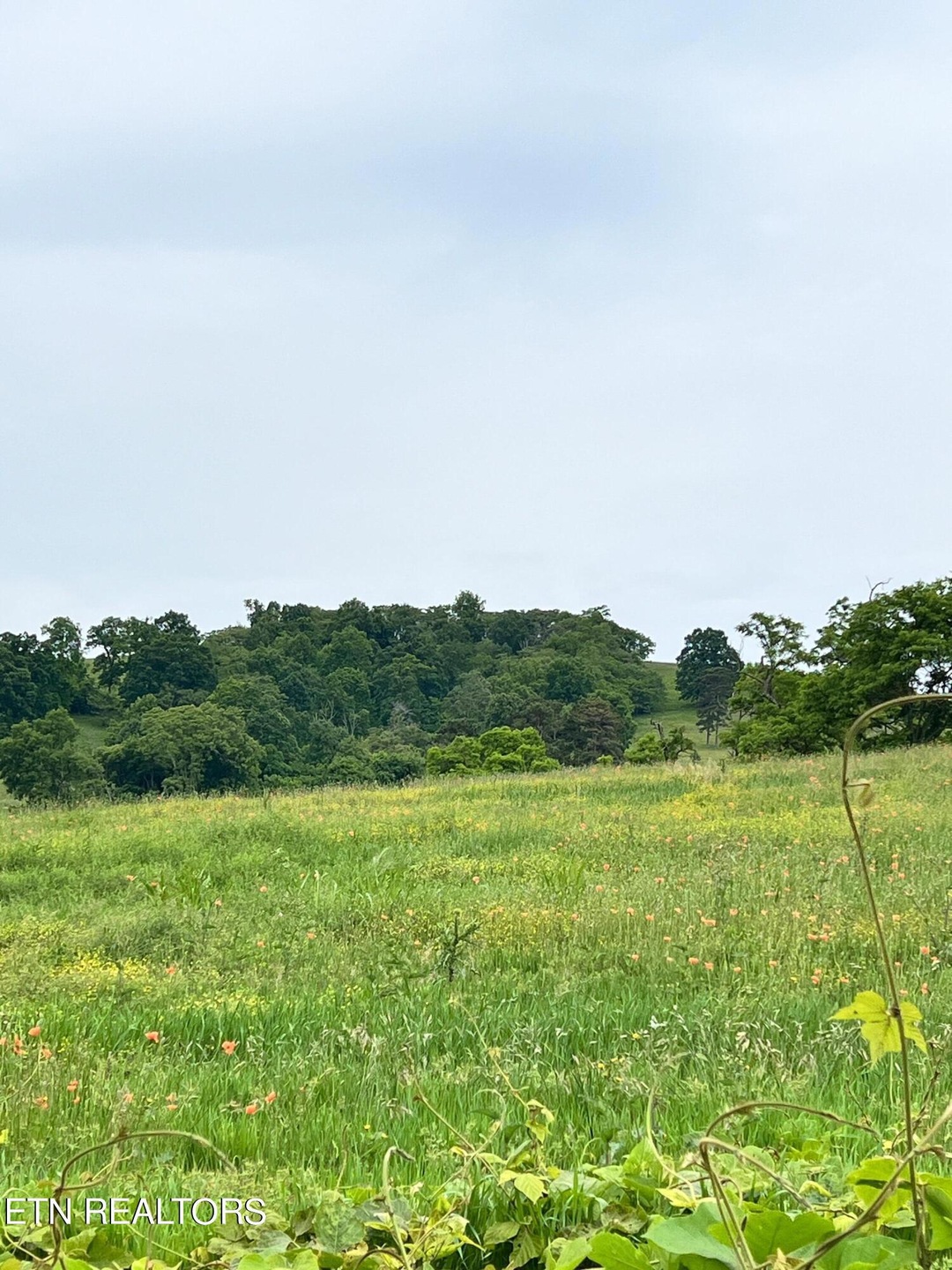 14 Buffalo Springs Rd, Rutledge, TN 37861 - photo 1