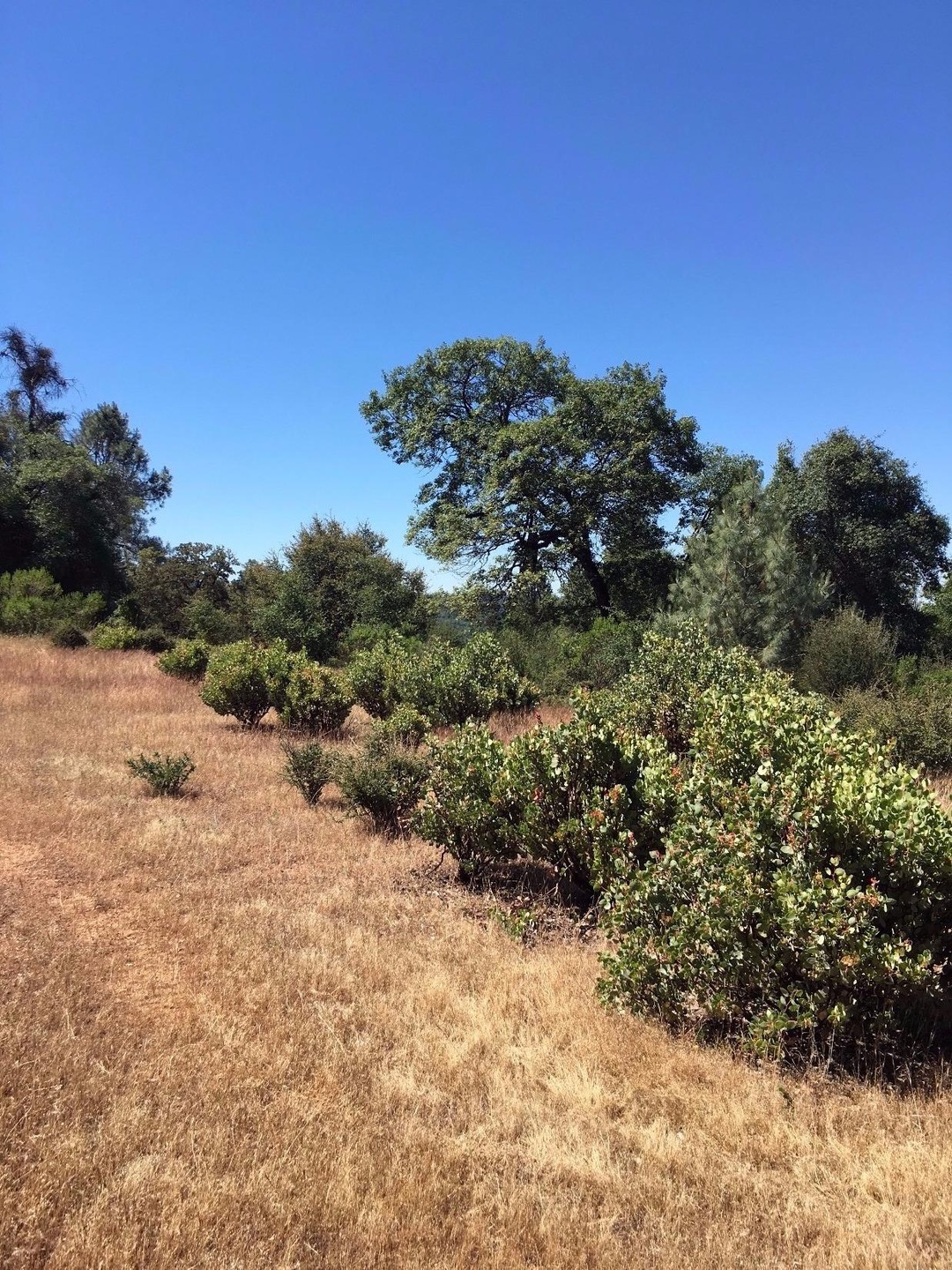 9300 Rock Creek Rd, Placerville, CA 95667 - photo 1