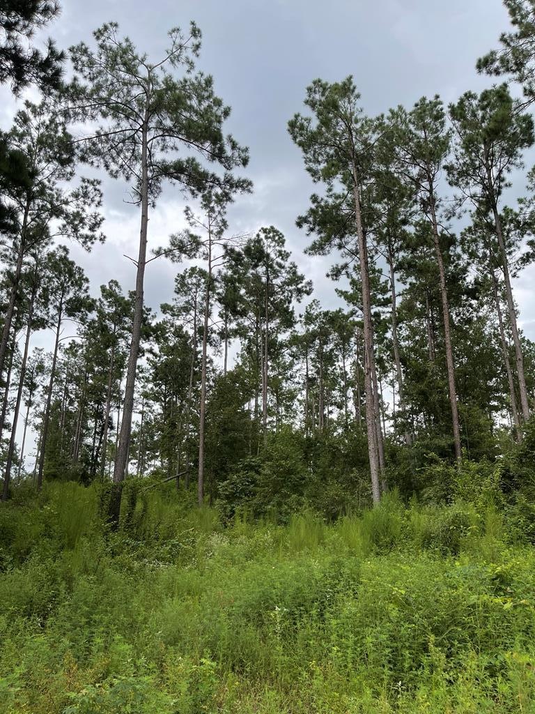 2235 Cr 620, Nacogdoches, TX 75964 - photo 1