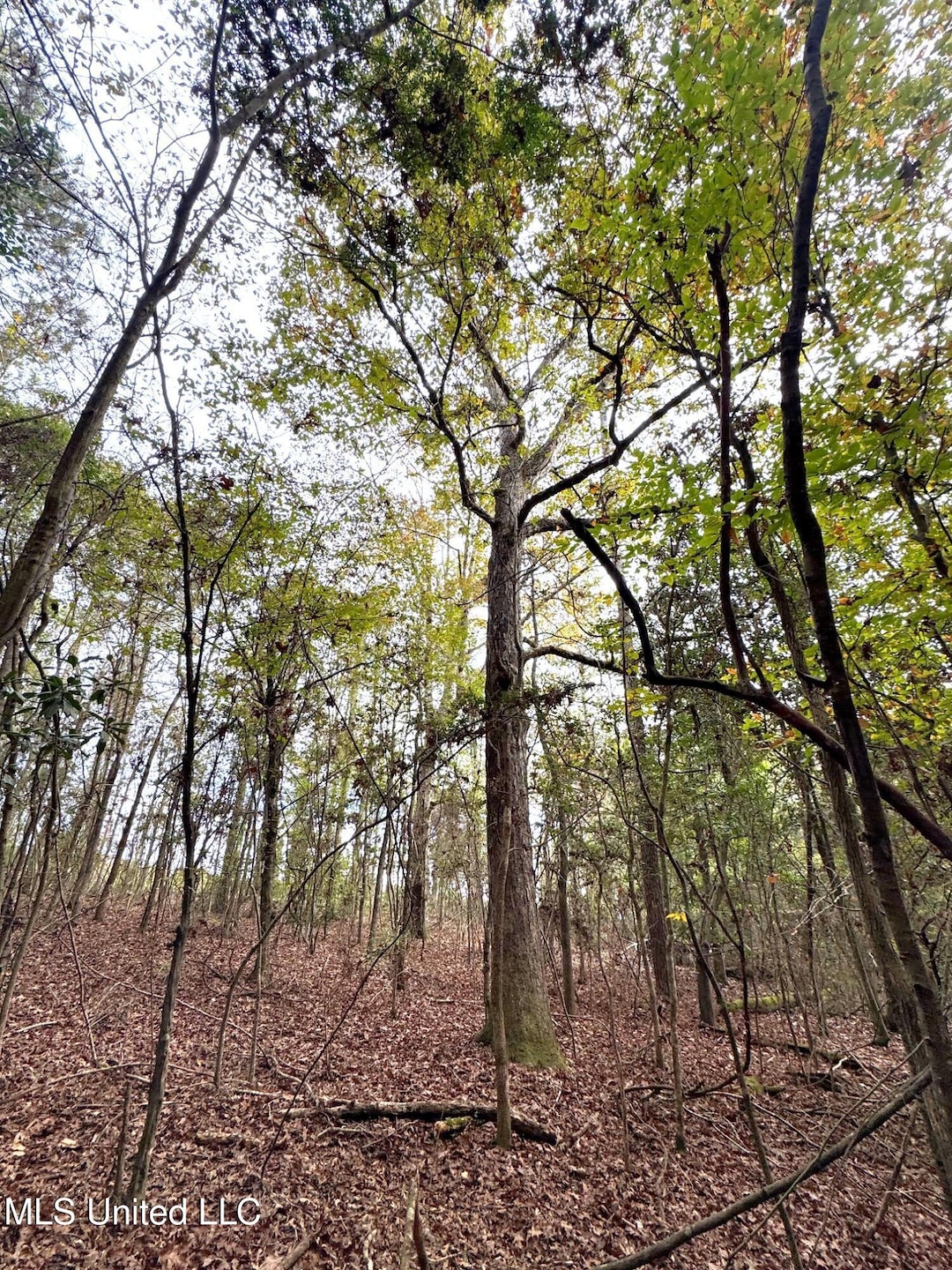 000 Elarton Rd, Osyka, MS 39657 - photo 1