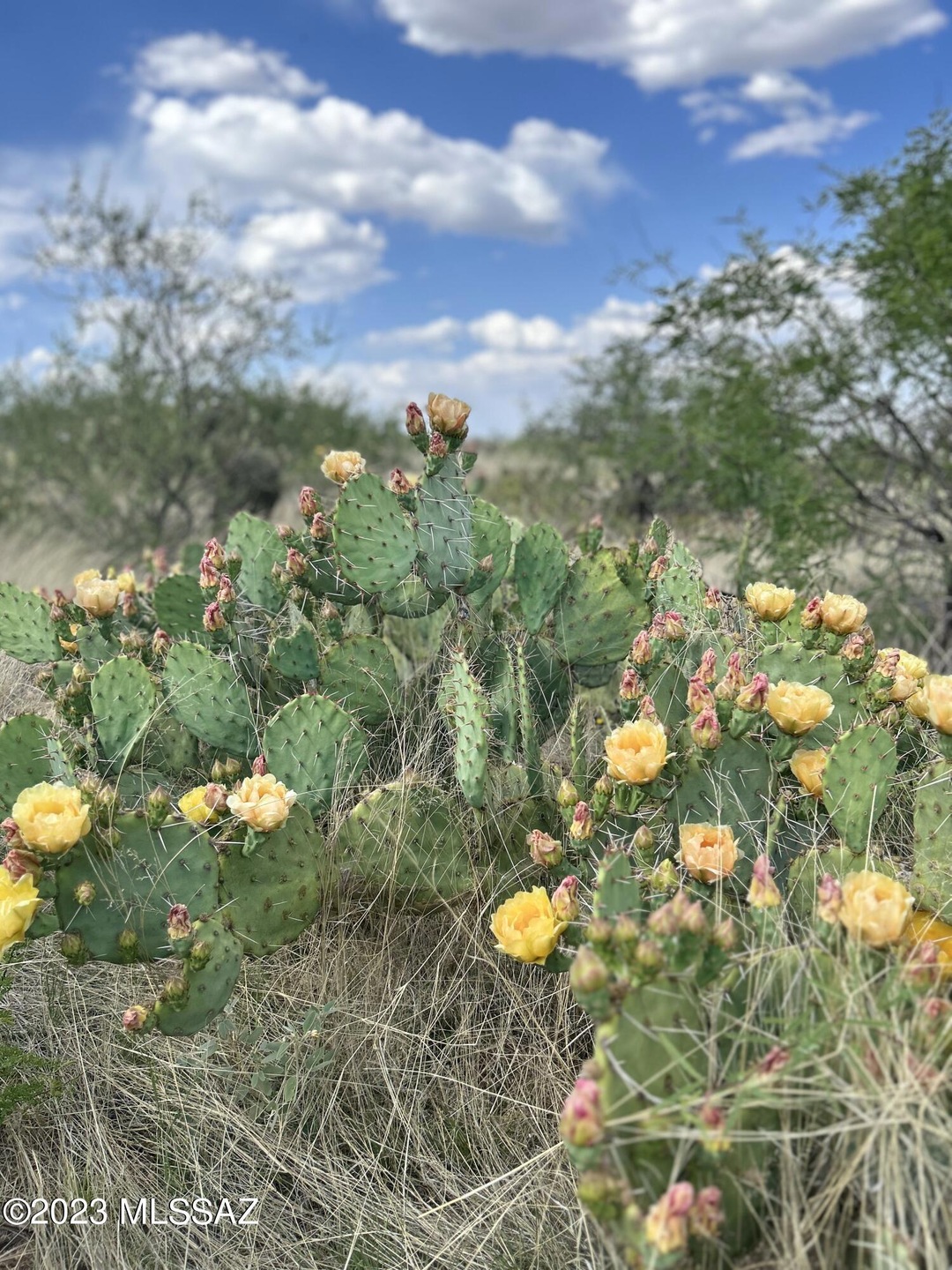 Desert Flower