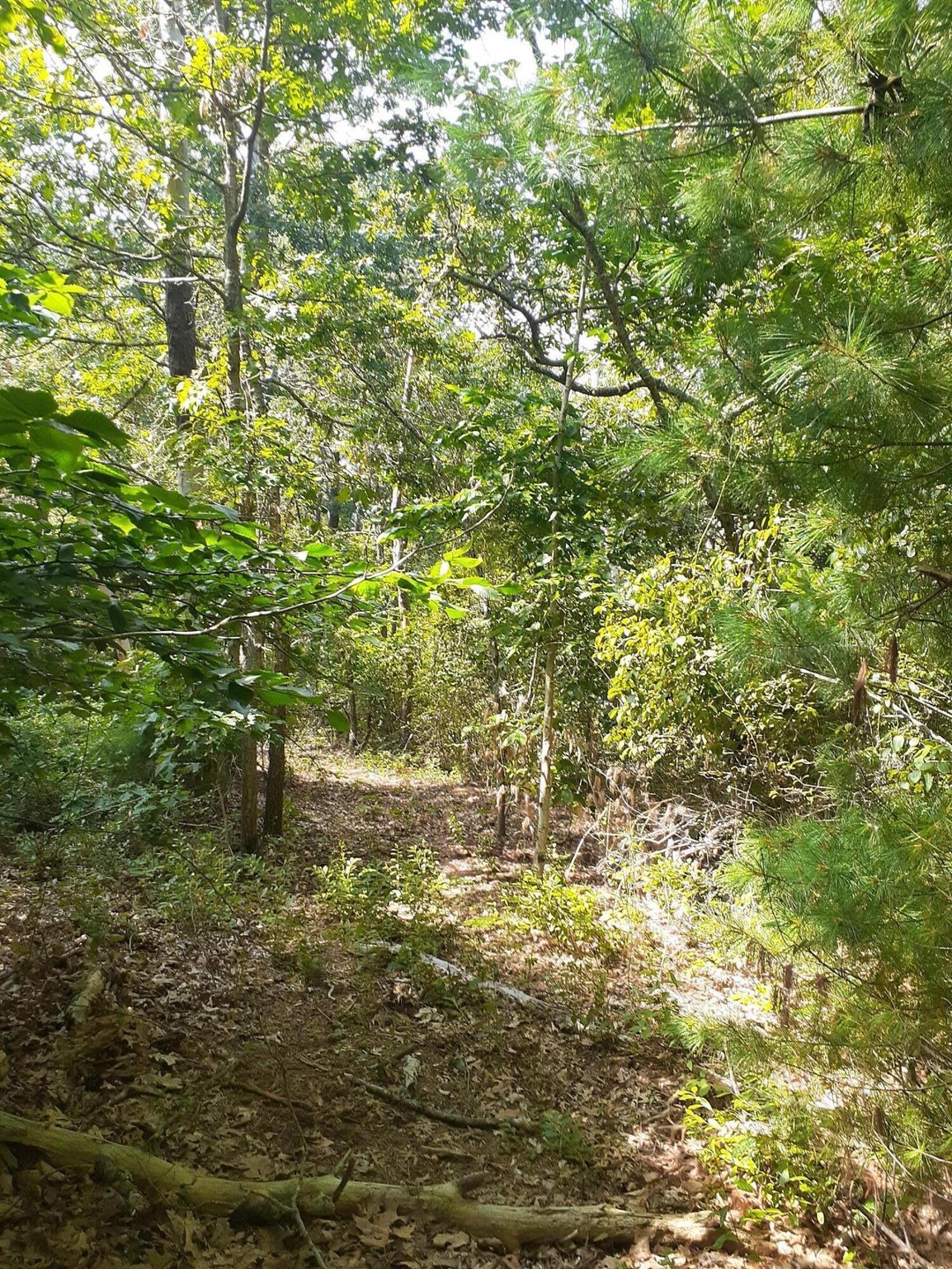 Homesite