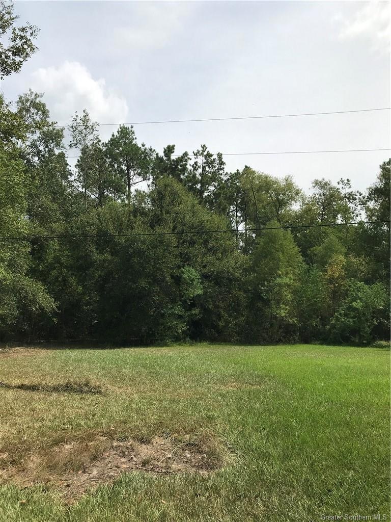 Trees begin property line
