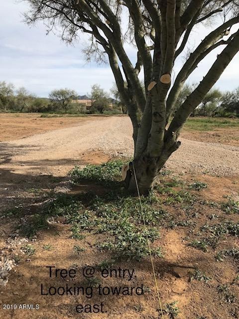 Palo Verde Tree at Entry