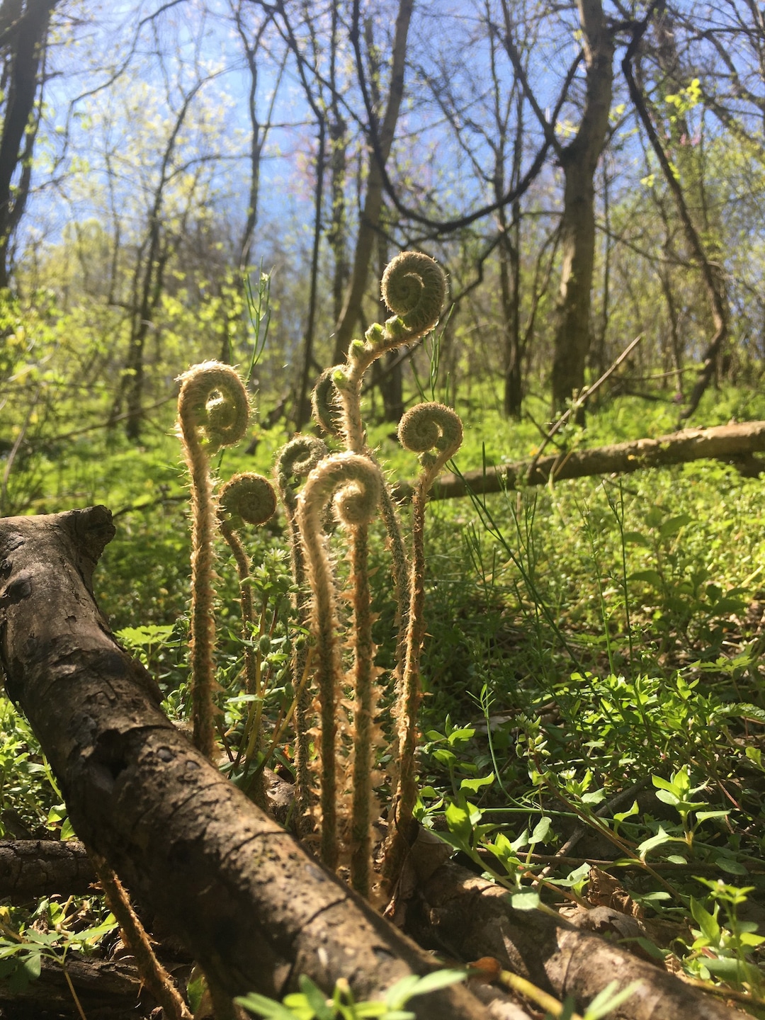 0 Rutherford Ln unit RTC2867601, Smithville, TN 37166 - photo 1