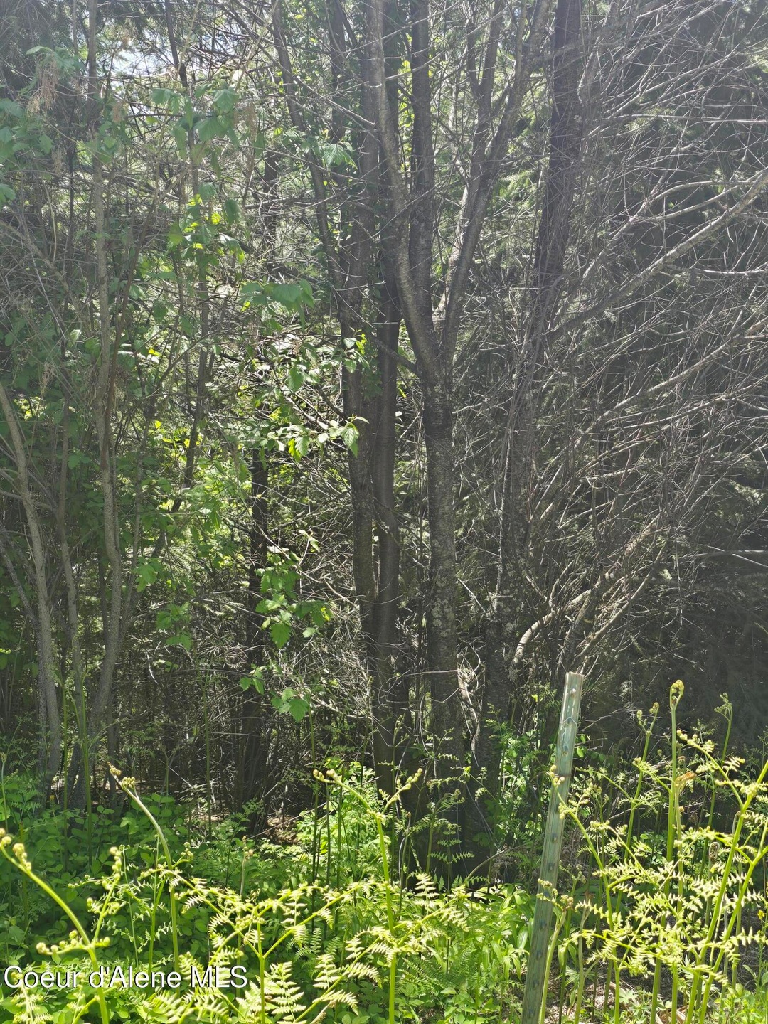 Pending $40,000 • Co-Listing Agent
