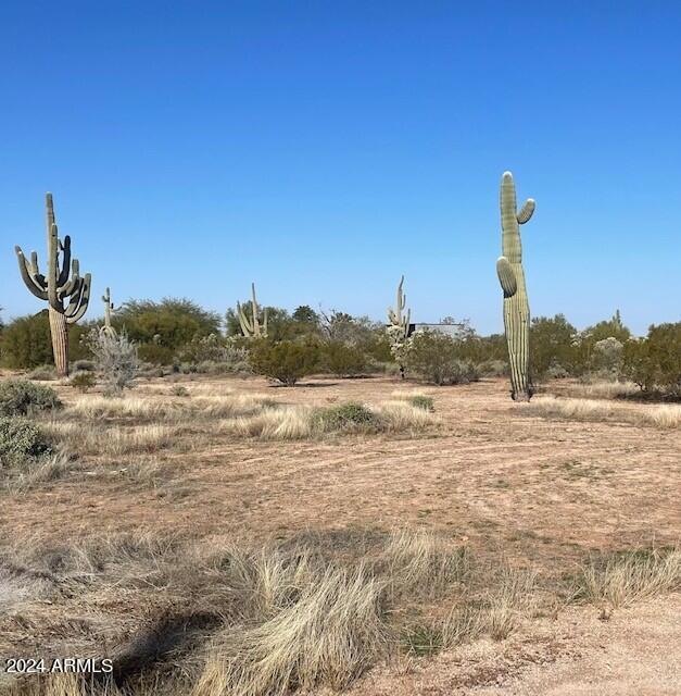 two saguaros