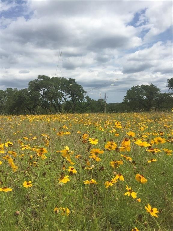 Wild Flowers in the Pasture