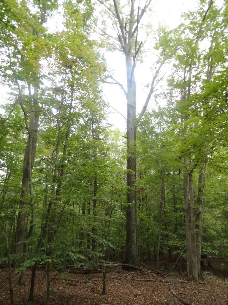 tbd Axton Rd, Axton, VA 24054 - photo 1