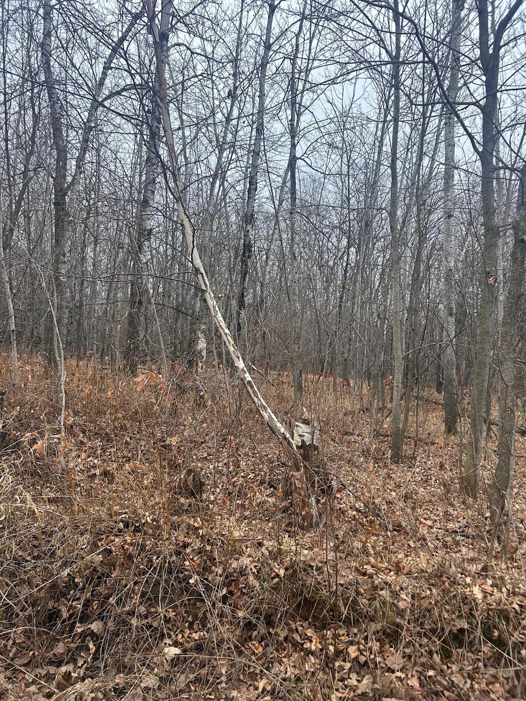 TBDx Golf Course Dr, Cushing Township, MN 56475 - photo 1