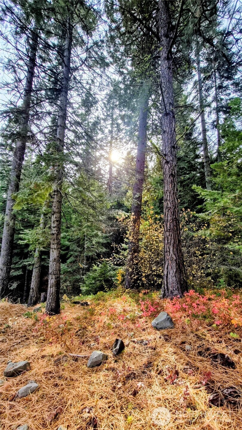 Mature beautiful trees