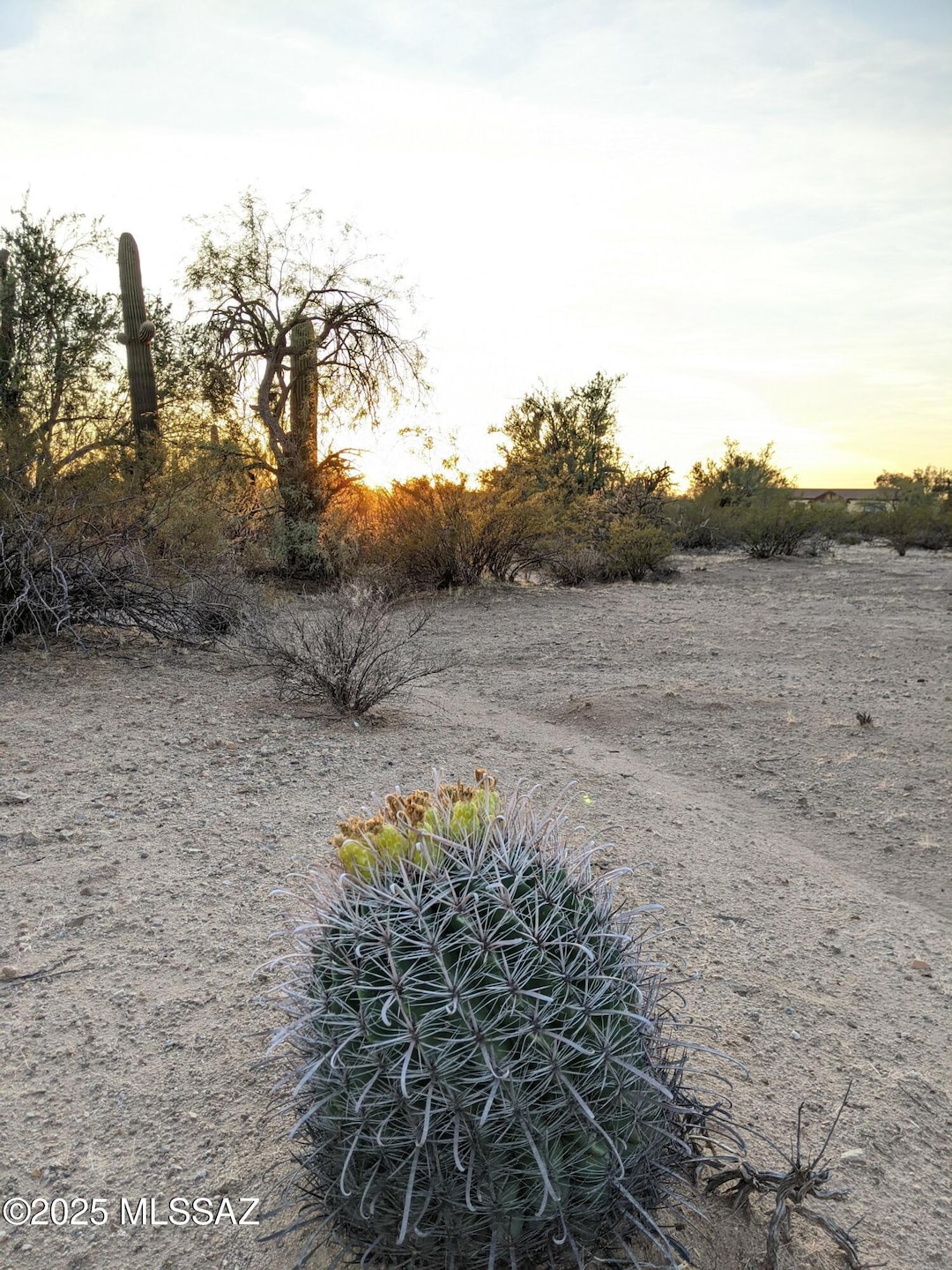 Vegetation