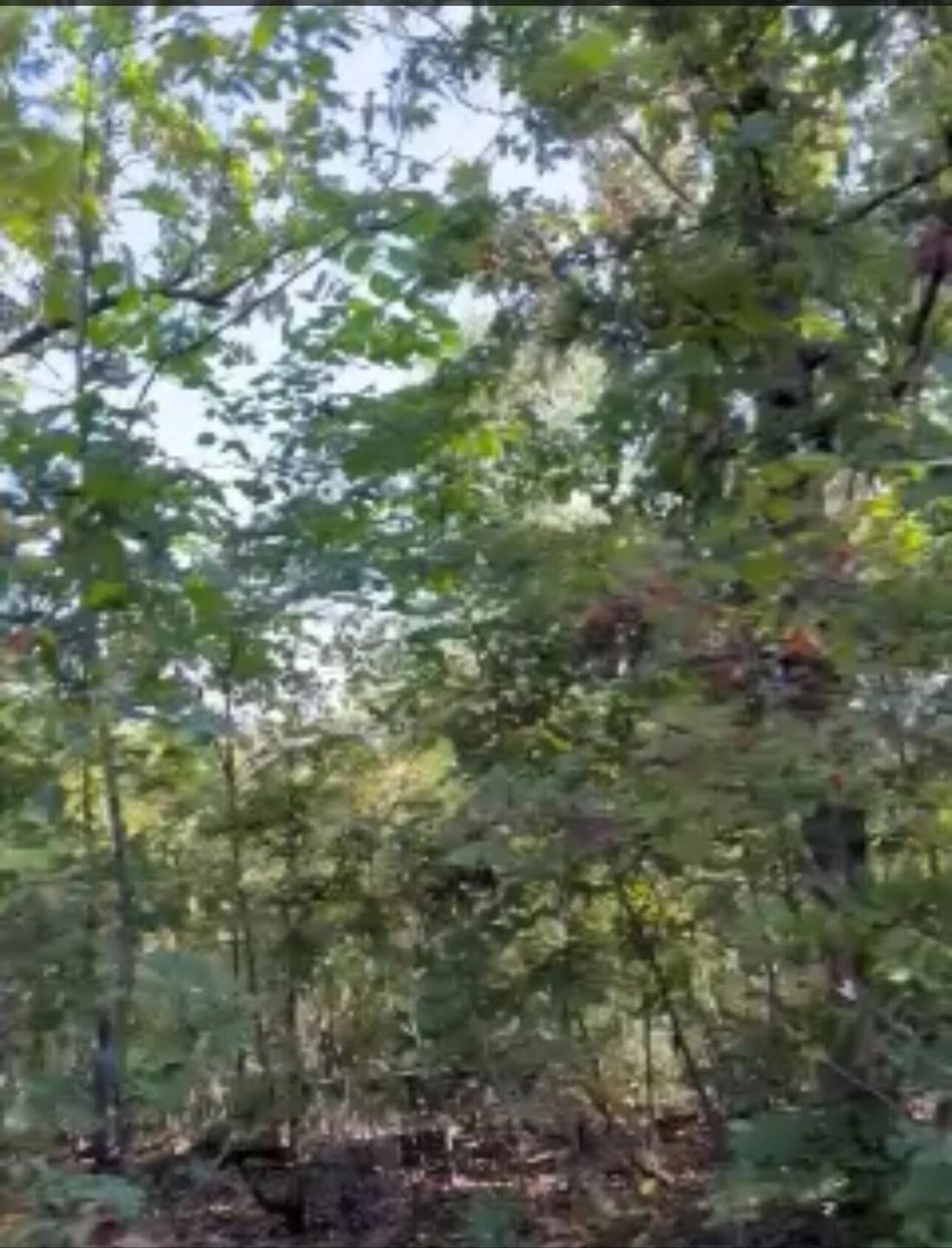 Trees