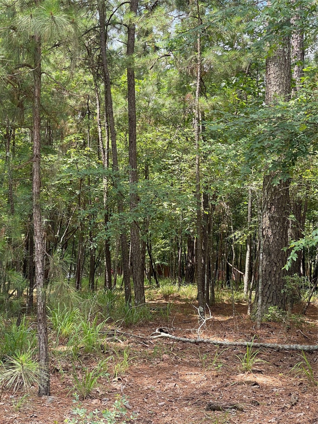 Welcome to this gorgeous LOT on Lake Livingston in