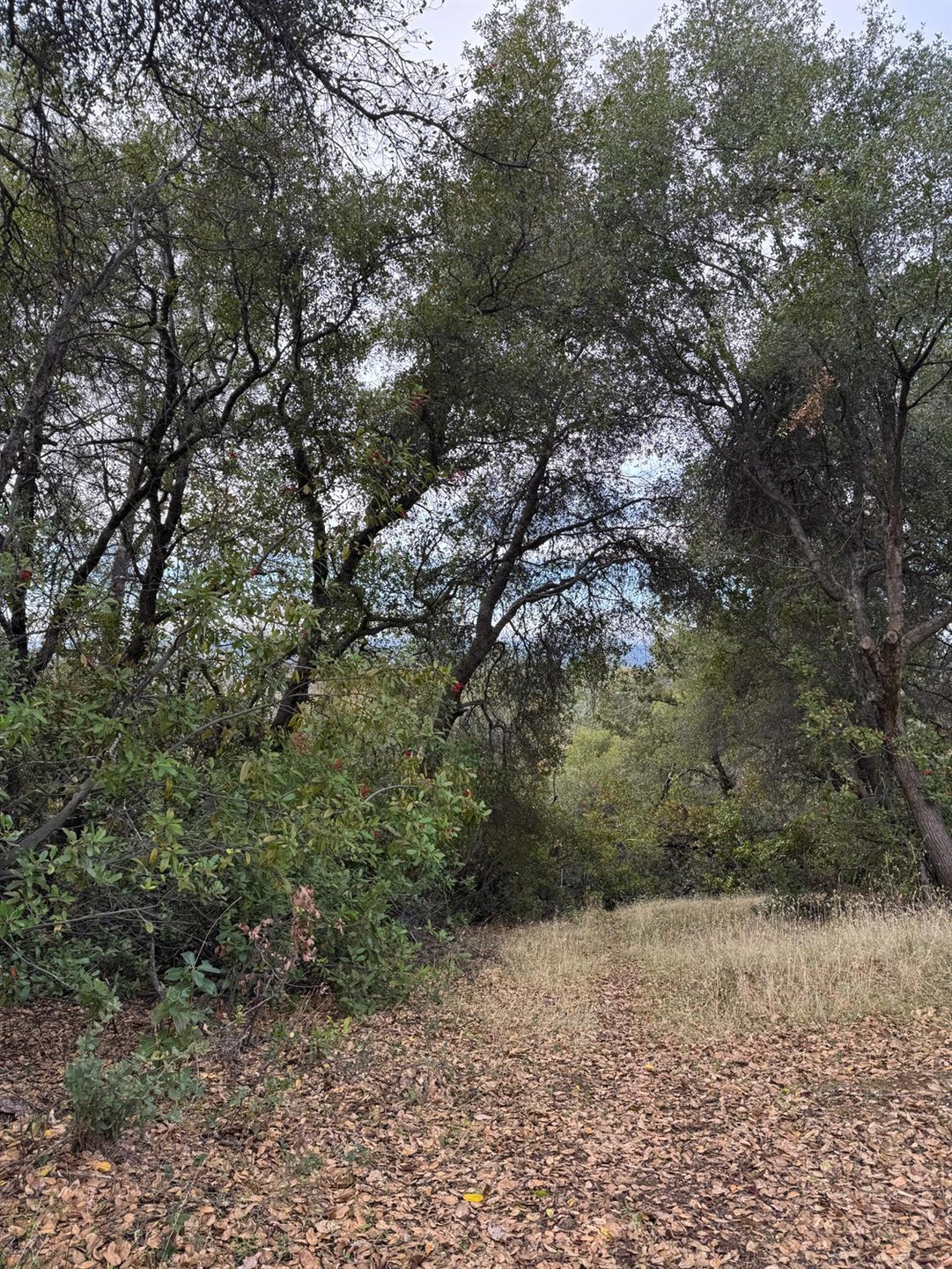 0 Bowman Rd unit 225148171, Pine Grove, CA 95665 - photo 1