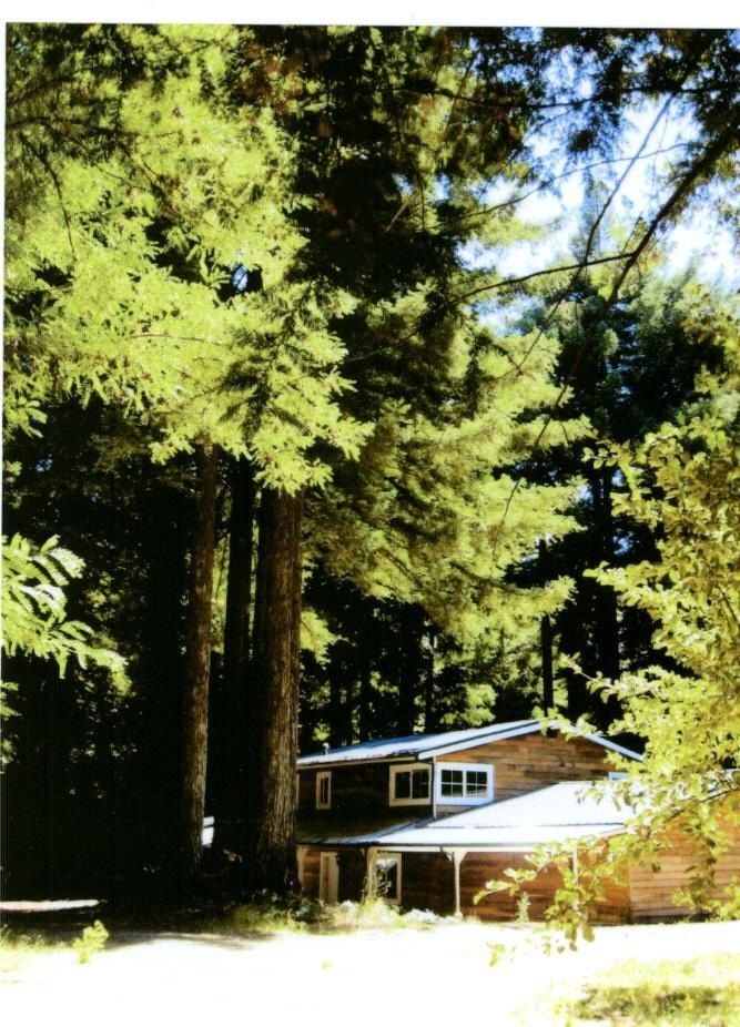 Home in the redwoods
