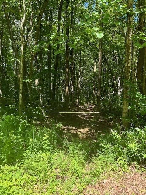 View of local wilderness