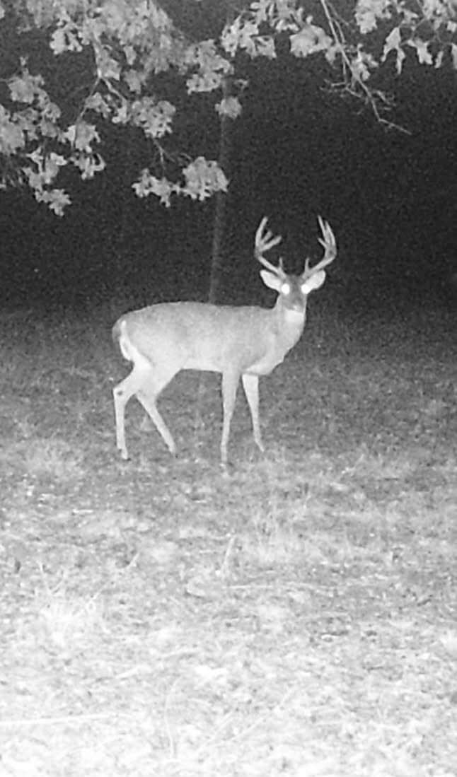 0 Treadwell Prong unit RTC2707562, Linden, TN 37096 - photo 1