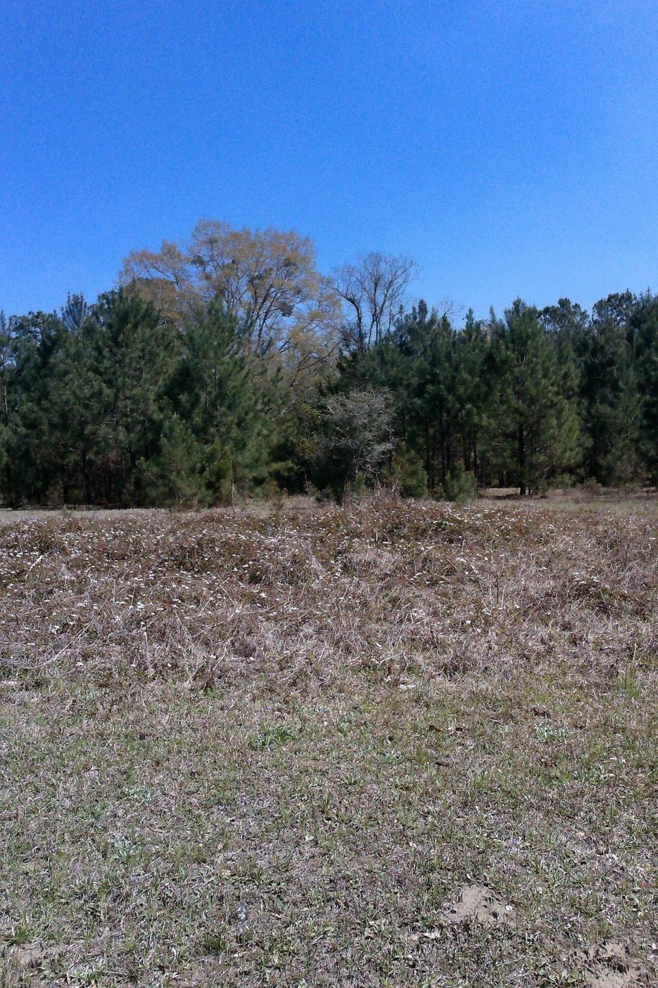 0 Sheep Island unit 15030003, Summerville, SC 29486 - photo 1