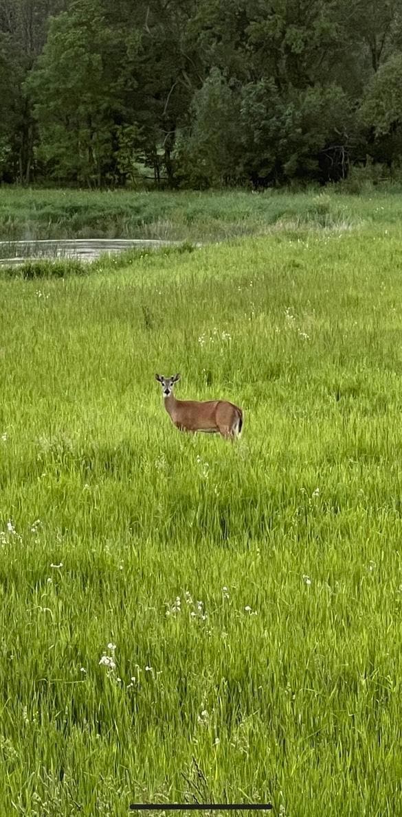 XXXX 280th St E, Webster, MN 55088 - photo 1