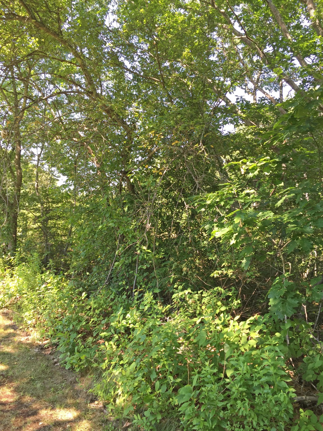 lot view