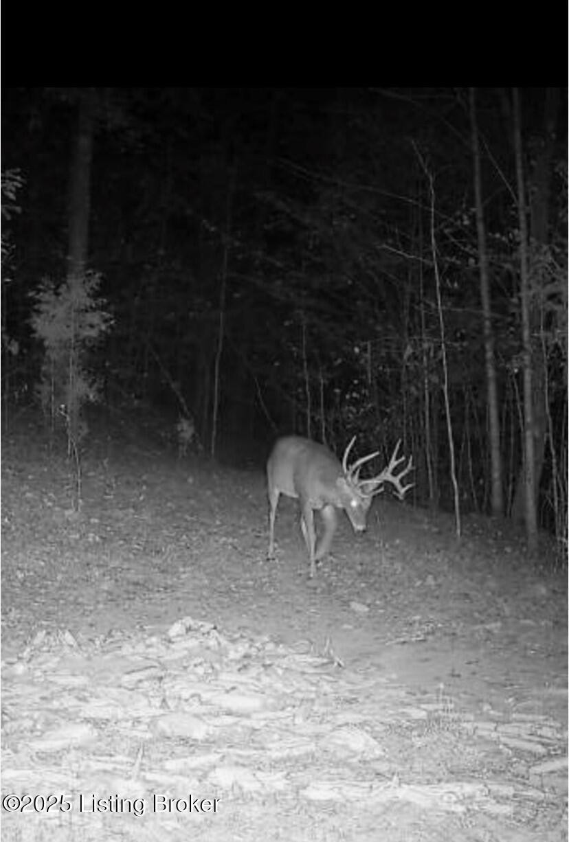 Big buck paradise