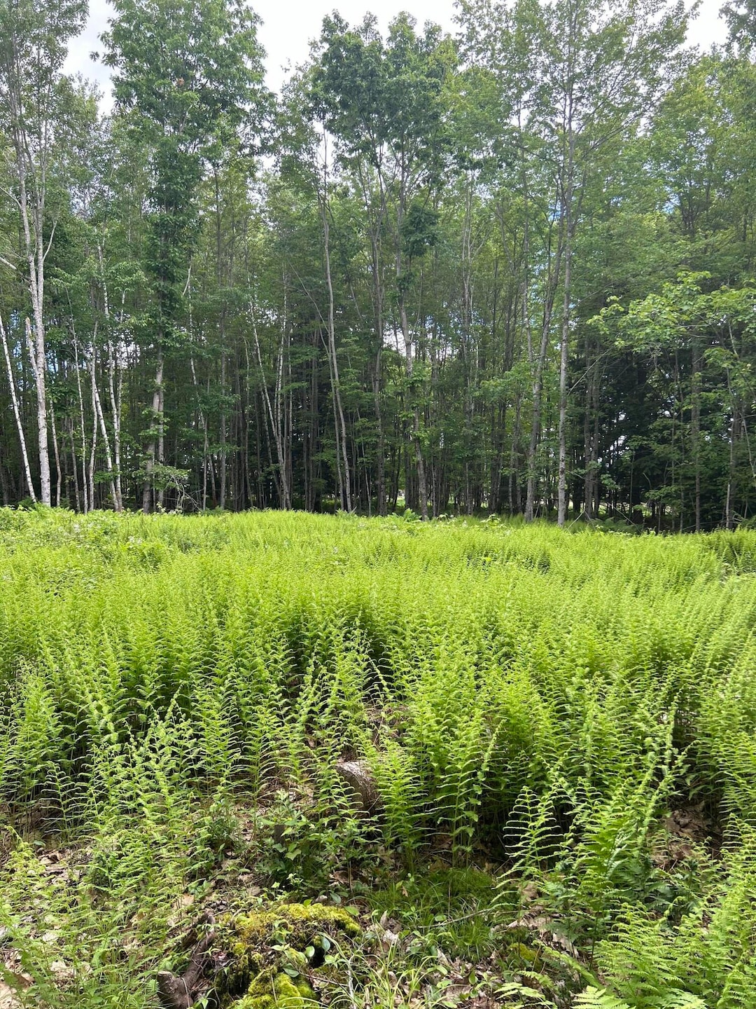 18 Shady Ln, Lisbon, ME 04250 - photo 1