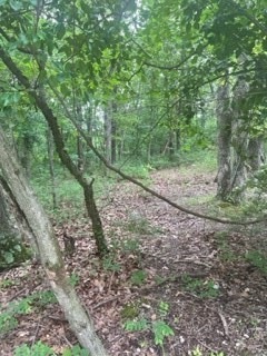 Level entry and not densely wooded
