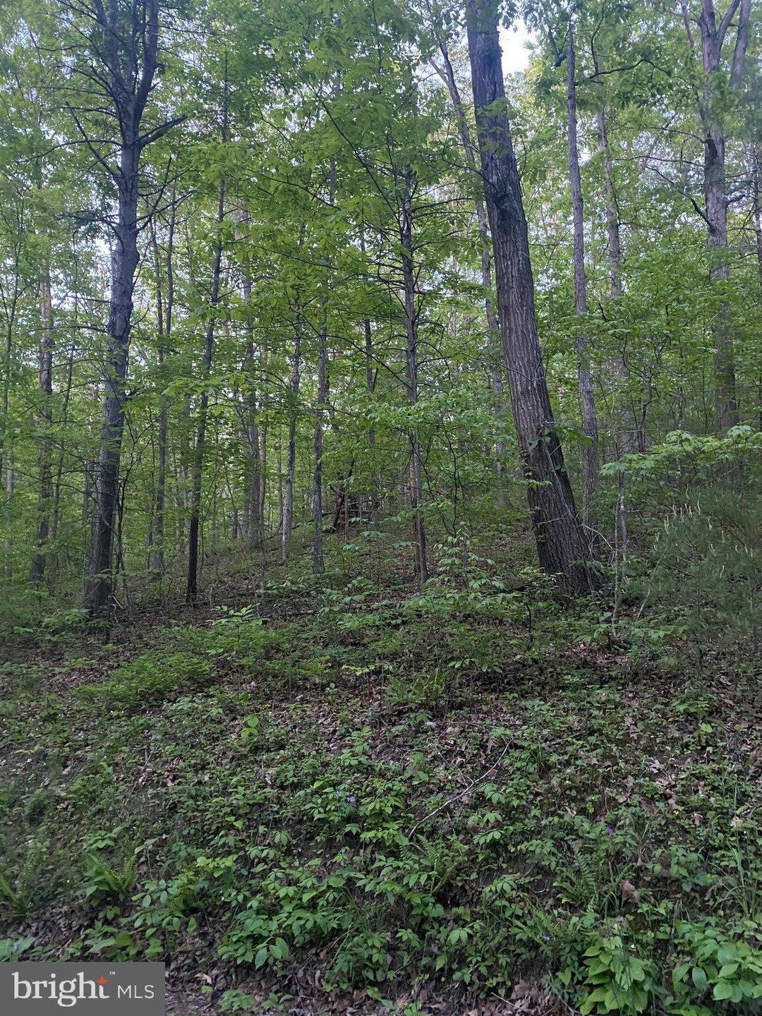 TBD Crooked Run Rd, Basye, VA 22810 - photo 1