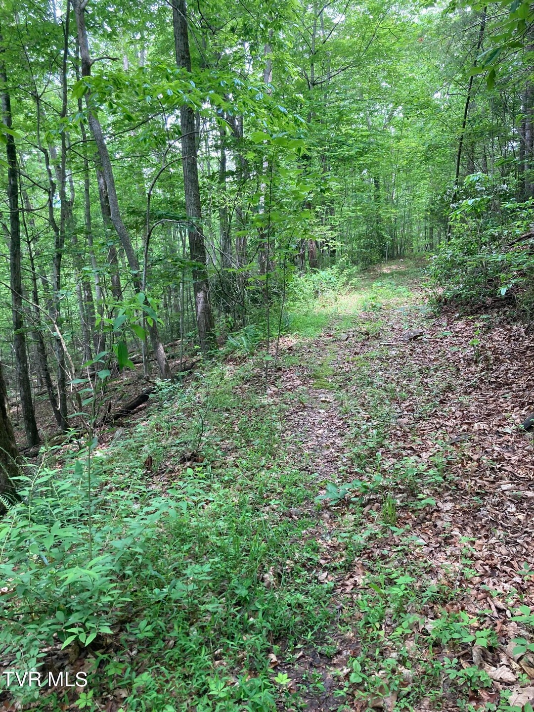 Dye Leaf road property
