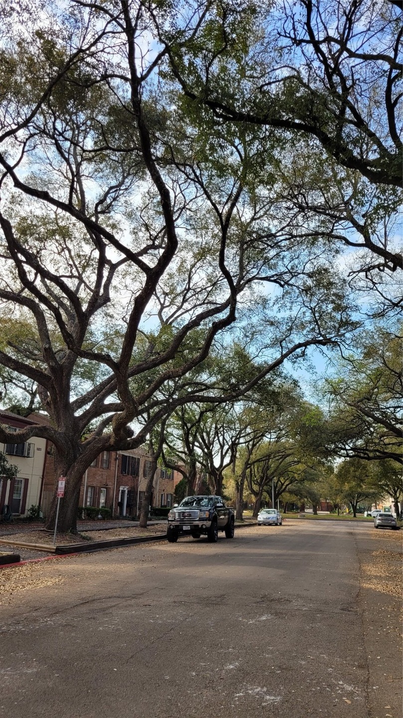 Arboles Dr