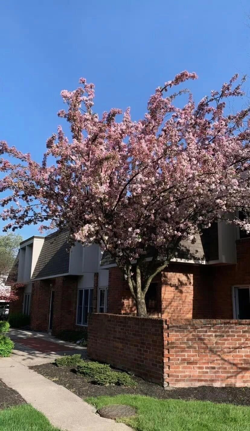1610 Lafayette Tree in bloom