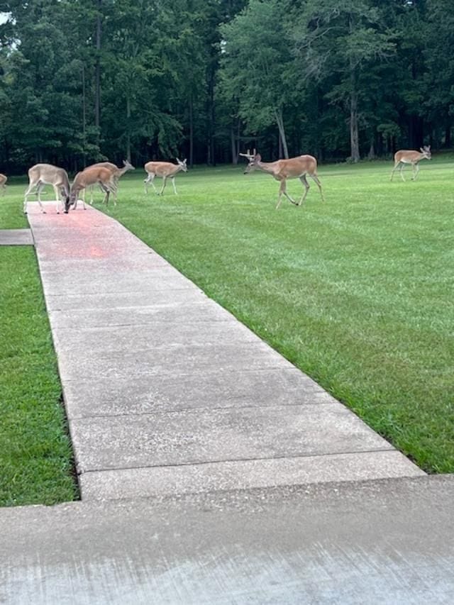 15250 County Road 3111, Gladewater, TX 75647 - photo 1