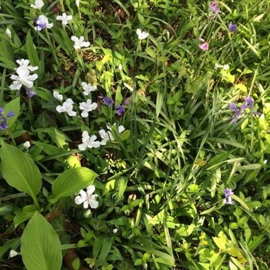 Wildflowers abound.