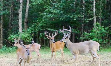 38 Holstead Rd, Natchez, MS 39120 - photo 3