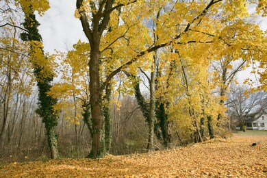 50 Chestnut St, Muncy, PA 17756 - photo 4