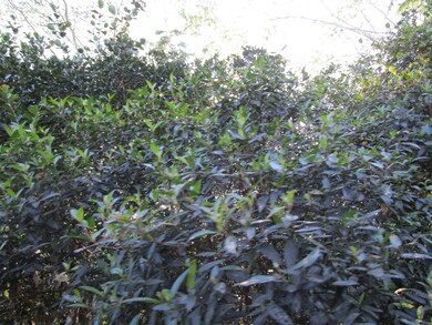 0 8th Ave unit 717935, Keaau, HI 96749 - photo 2