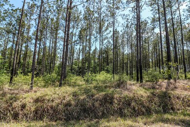 7.29 Acres Homestead Rd, Lucedale, MS 39452 - photo 7