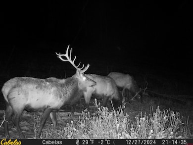 TBD Albert Place, Pagosa Springs, CO 81147 - photo 3